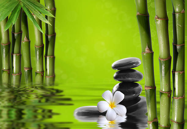 istock Young, green bamboo in the background boke 457072965