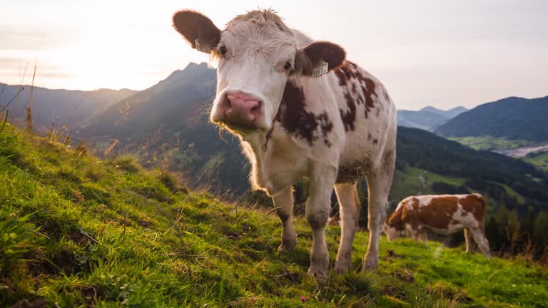 Free Cow Stock Video Footage 6011 Free Downloads Free Cow Stock Video Footage 6011 Free Downloads