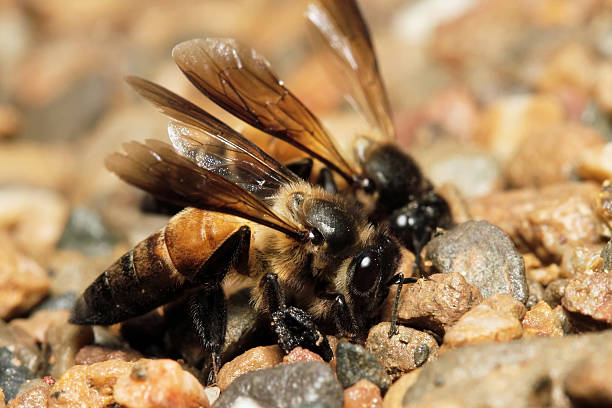 istock Bees to find food. 457073869