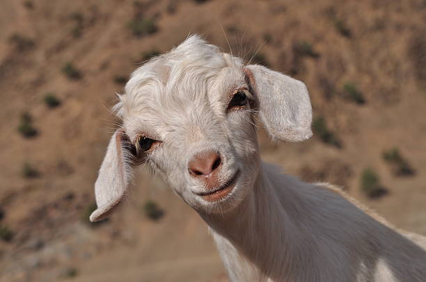 istock Young white goat looking in to the camera 457078739