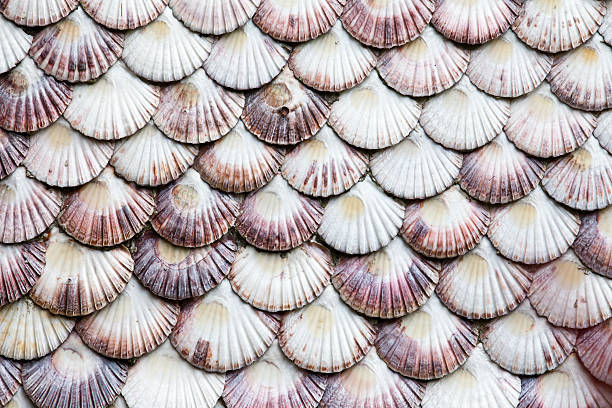 Cтоковое фото Фасад из гребешка shells