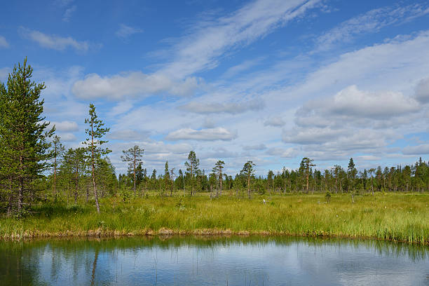 istock Summer landscape with forest, lake and swamp 457085727
