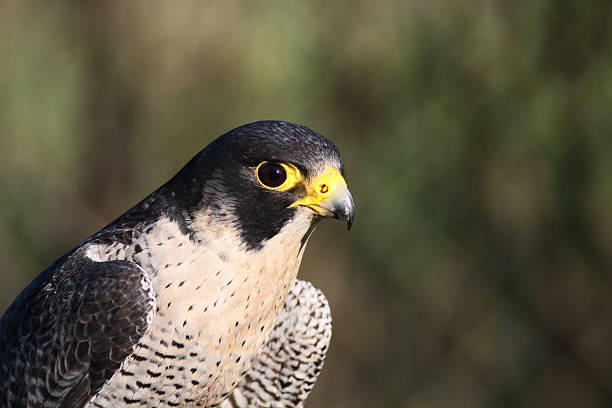 istock Peregrine Falcon portrait 457087531