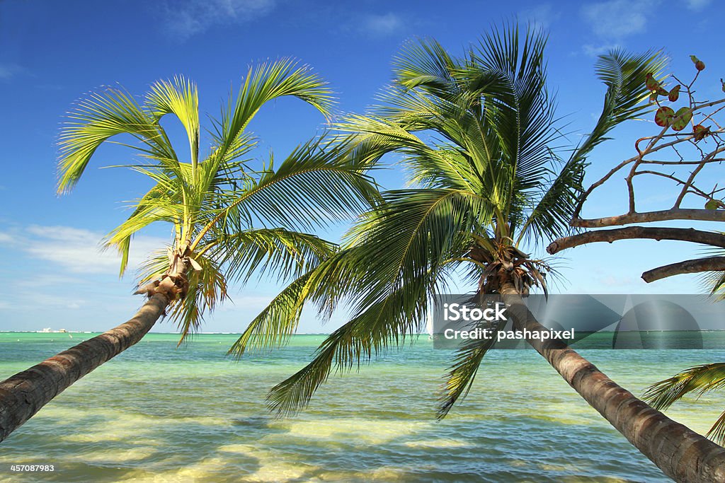 Beautiful palms on tropical beach Beautiful palms on tropical beach, caribbean sea Bahamas Stock Photo