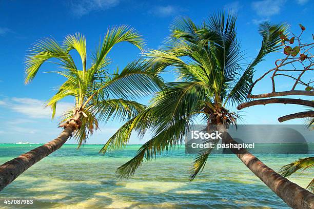 Beautiful Palms On Tropical Beach Stock Photo - Download Image Now - Bahamas, Beach, Blue