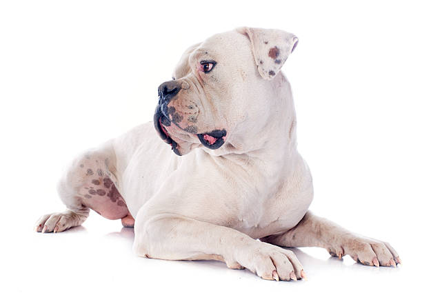 американский бульдог - american bulldog стоковые фото и изображения