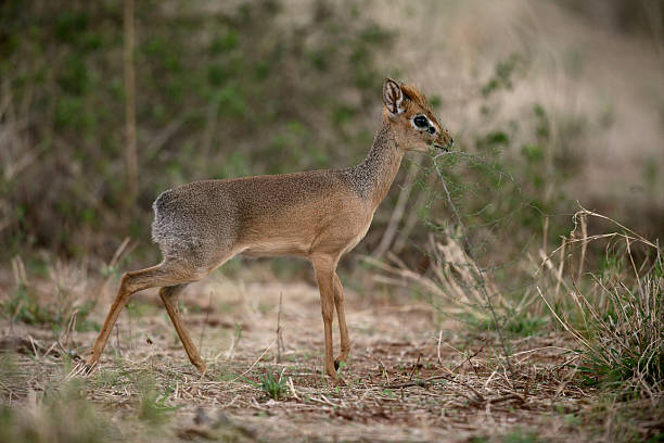 istock Kirk's dikdik, Rhynchotragus kirki 457091105