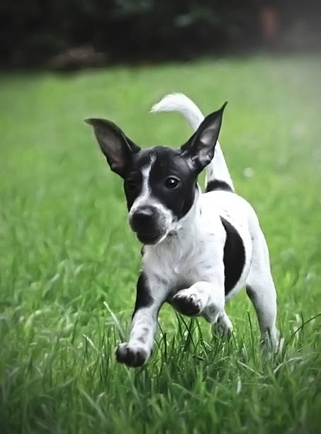 istock Jack russel terrier puppy 457091251