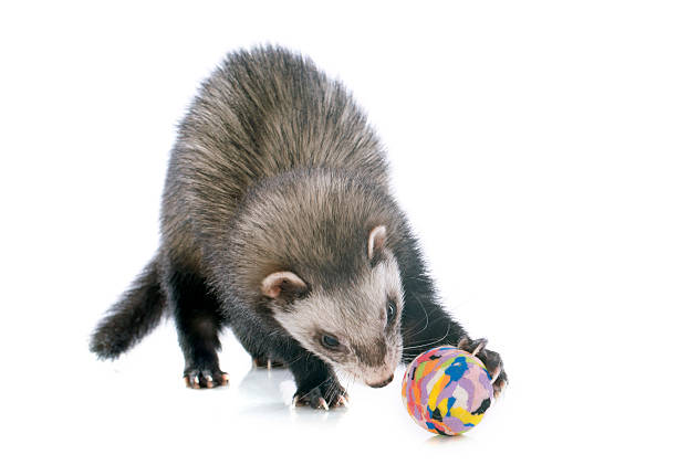 istock brown ferret and ball 457091501