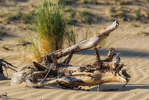 tronc d'arbre sur une plage de sable fin du désert - racine partie dune plante photos et images de collection