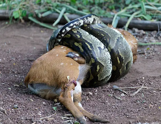 Python suffocating a deer
