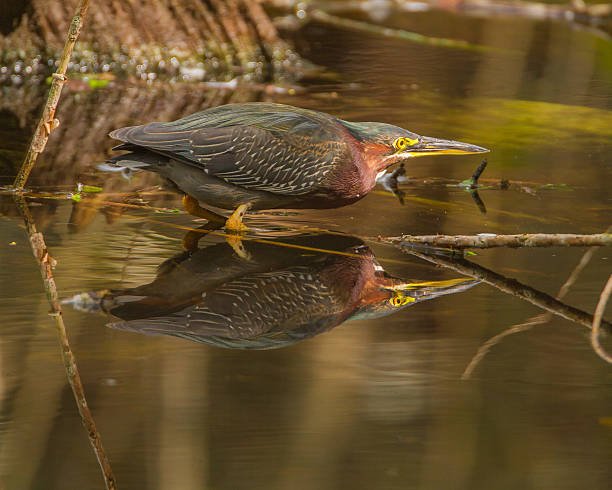 istock Green Heron hunting 457098769