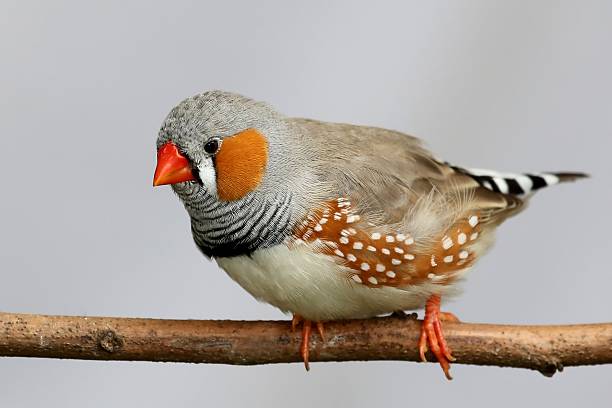 istock Male Zebra Finch 457099307