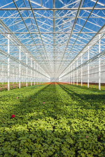 Rows of young geranium plants in a greenhouse