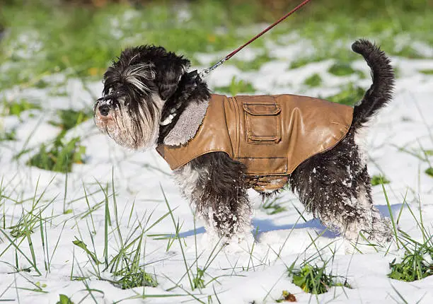 Miniature schnauzer in brown leather jacket walking on snow