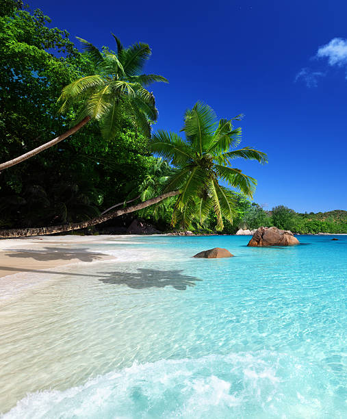 istock beach at Praslin island, Seychelles 457205515