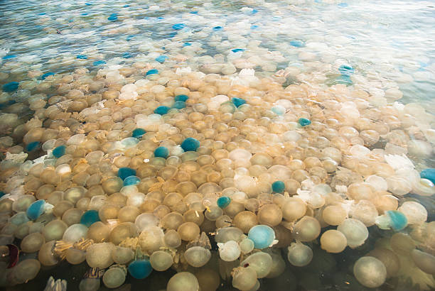 méduse fleurs colorées dans la mer, en thaïlande - jellyfish sea green underwater photos et images de collection