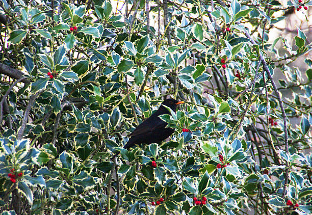 istock Blackbird searching for food 457208487