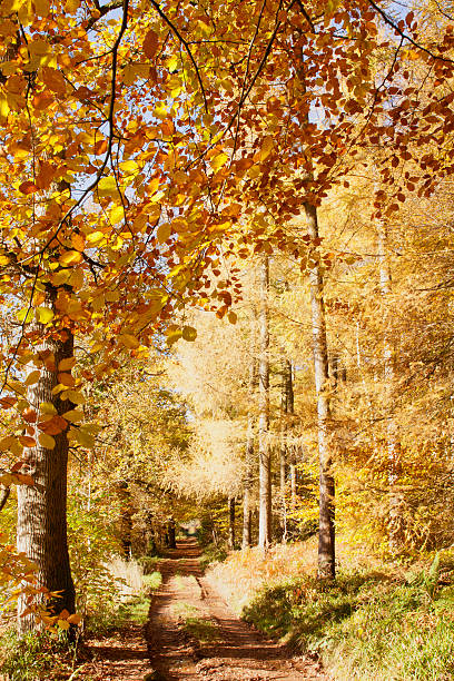 outono cores, riverside walk, 2103 de novembro - river annan - fotografias e filmes do acervo