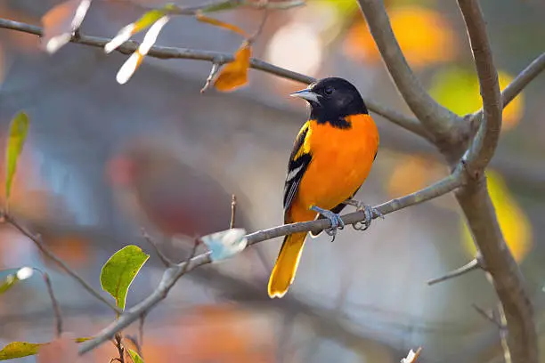 Photo of Baltimore Oriole Perching
