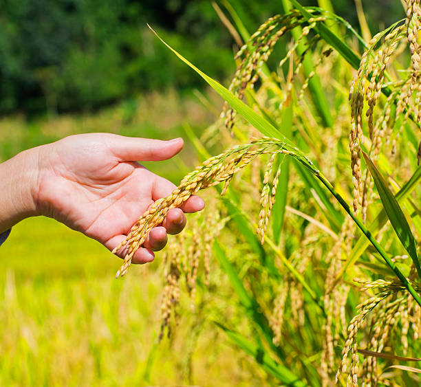 istock Rice ears in the hand examine before harvest 457216733
