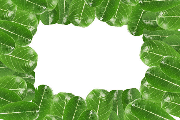 istock Green leaves border over white 457216737