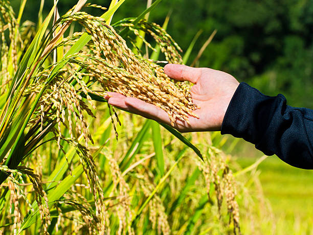 istock Rice ears in the hand examine before harvest 457216771