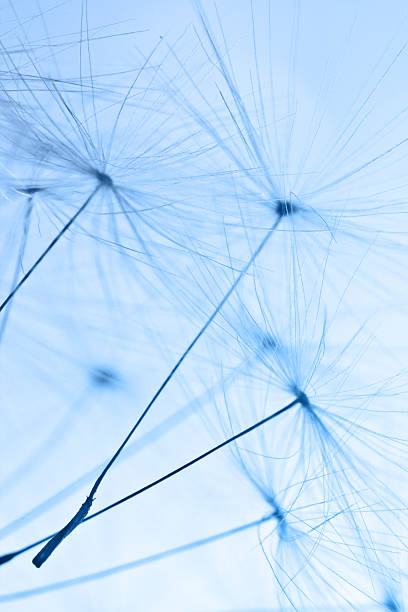 istock The seeds. Minimalism. Macro. 457217319