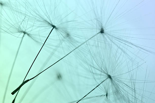 istock The seeds. Minimalism. Macro. 457217339