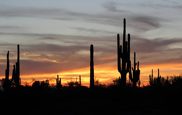 Desert sunset stock photo