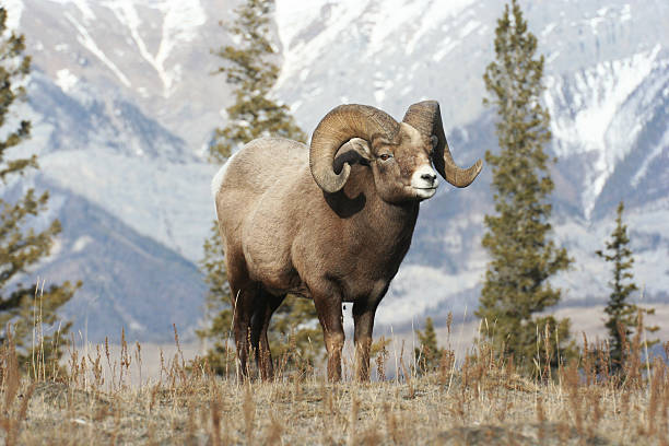 istock Big horned ram standing with trees, mountains in background 457218399