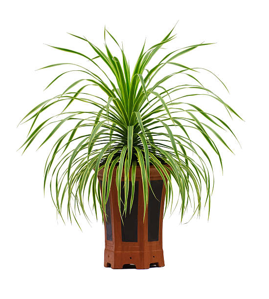 istock Isolated Green leaves house plants 457224021