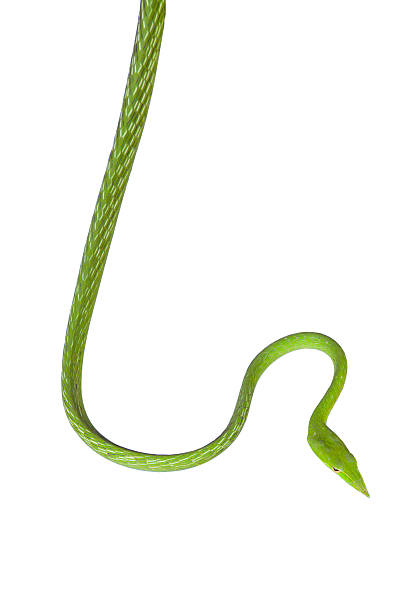 vert serpent - angusticeps photos et images de collection