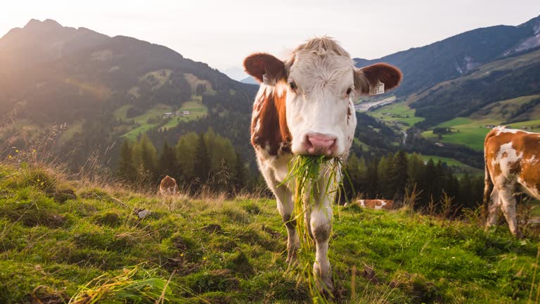 Cows grazing in high mountain landscape