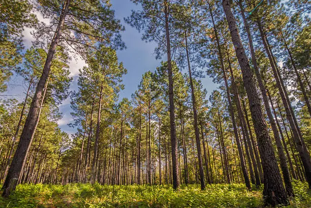 A South Carolina Pine Forest located in the lowcountry