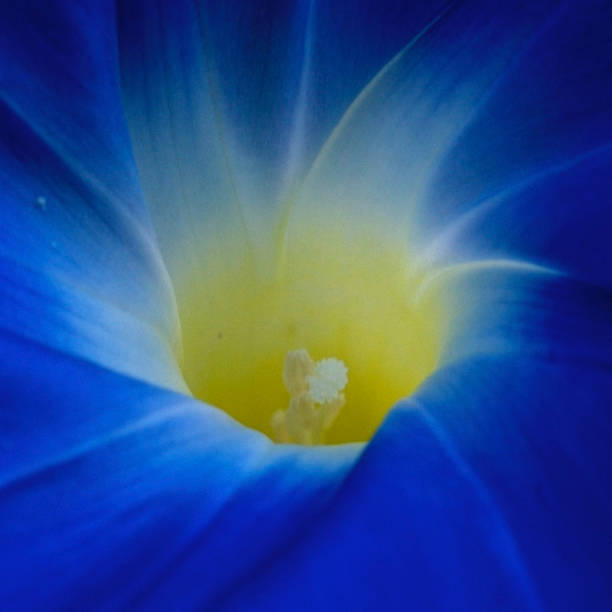 istock Center of the morning glory 457293023