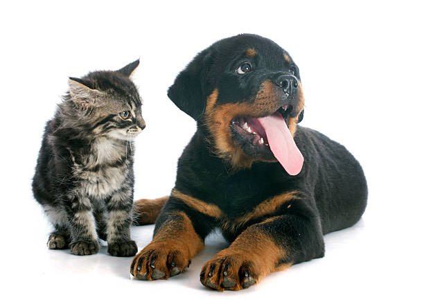 istock puppy rottweiler and kitten 457303705
