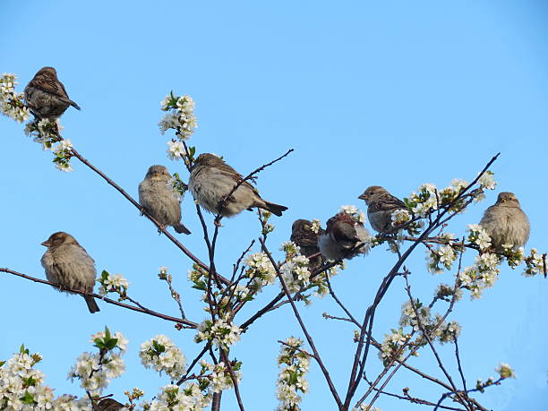 Gray sparrow stock photo