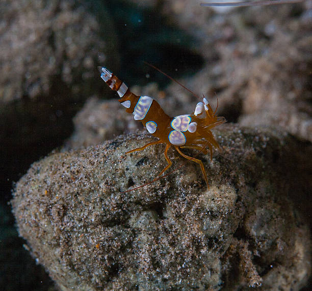 istock Sexy shrimp on rock 457329365