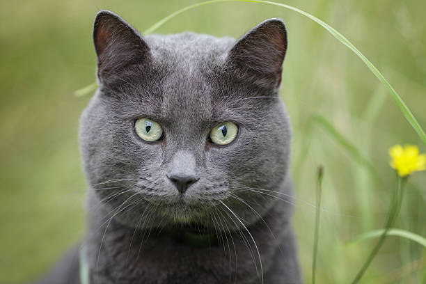 istock british gray cat in the grass 457330669