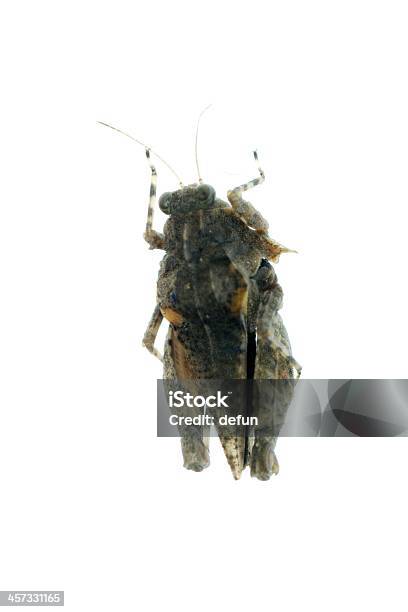 Tiny Gafanhotos - Fotografias de stock e mais imagens de Animal - Animal, Antena - Parte do corpo animal, Artrópode