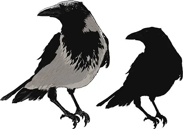 Vector illustration of Black Crows