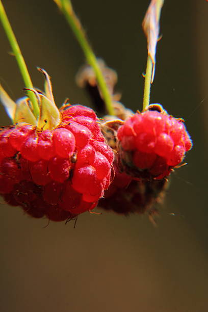 himbeeren.  berry. - berry fruit refreshment rural scene vertical stock-fotos und bilder