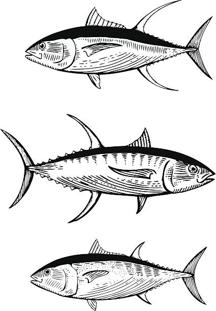 ręcznie rysowane wektor ilustracja z tuńczyka - yellowfin tuna obrazy stock illustrations