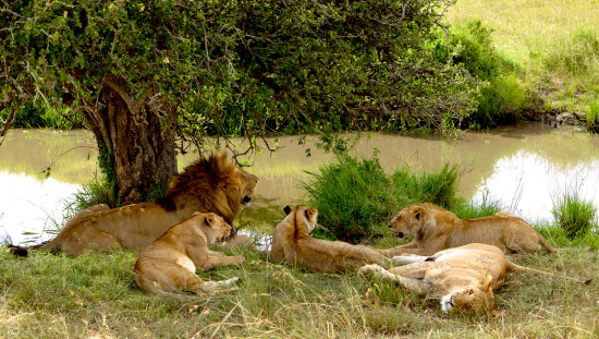 A pride of lions resting in the shade of a small tree by a water-hole in the afternoon heat of the Masai Mara, in Kenya, East Africa. The have just had a big meal.  Picture shows a male with several young lions from his pride.