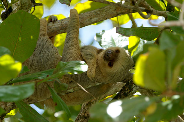 Two-Toed Sloth Relaxing with a Grin