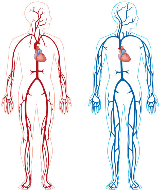 ilustraciones, imágenes clip art, dibujos animados e iconos de stock de vena y la arteria - human artery