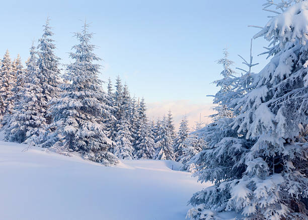 istock Sunny landscape in the mountain forest. 457380829