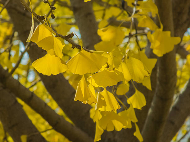 istock beautiful yellow leaf on sunlight in autumn 457380983