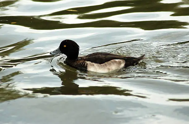 The reflected water of The River Avon is the setting for this Goldeneye.